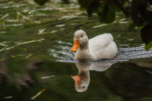 duck on the wensum