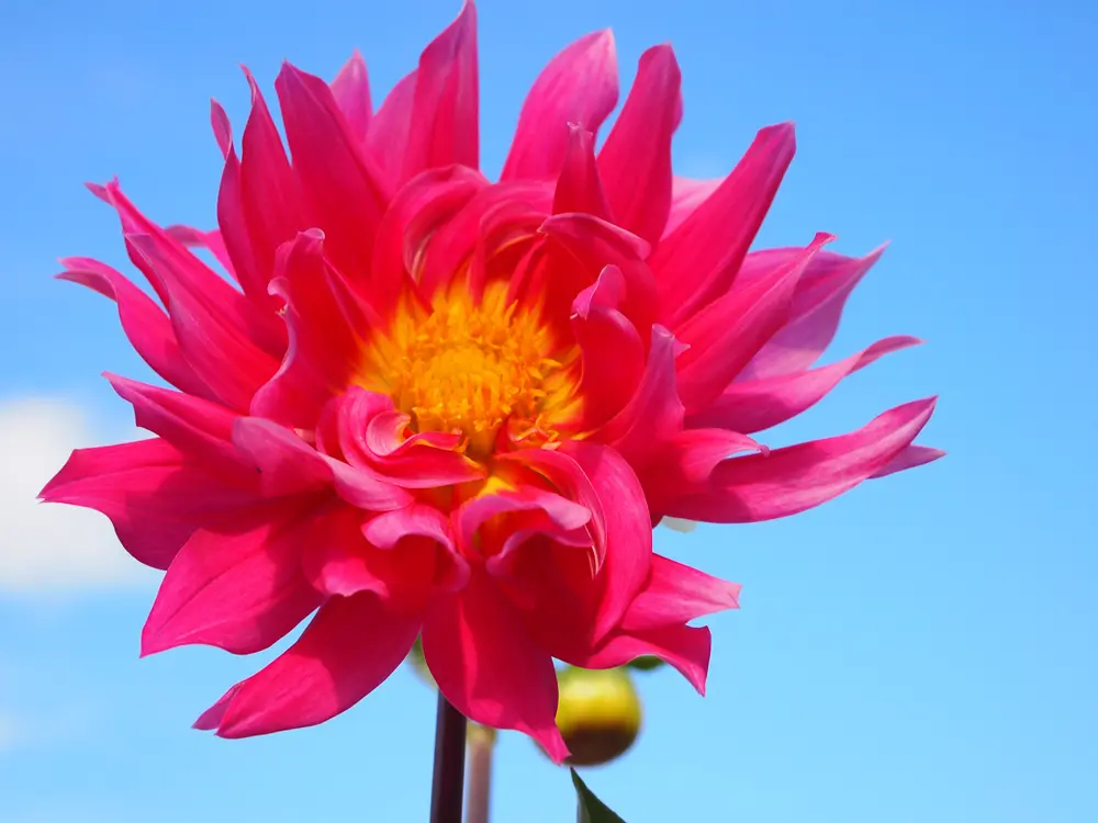 E-PL1 Flower picture 2 e pl1 flower picture
