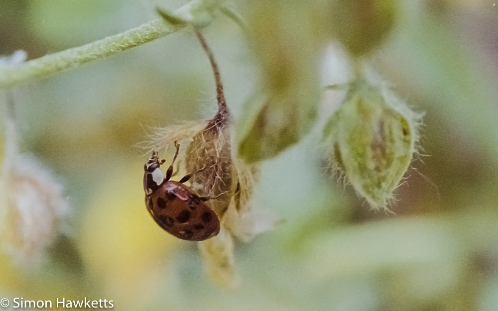 A photo showing a ladybird from a post about macro photography on film