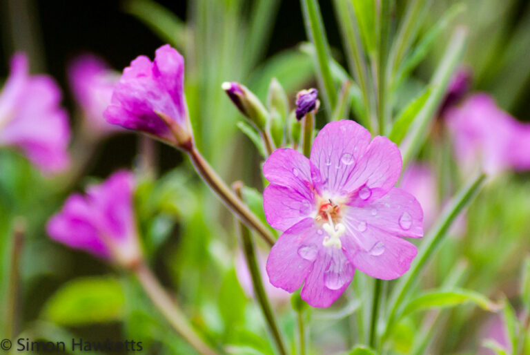 Wild flower