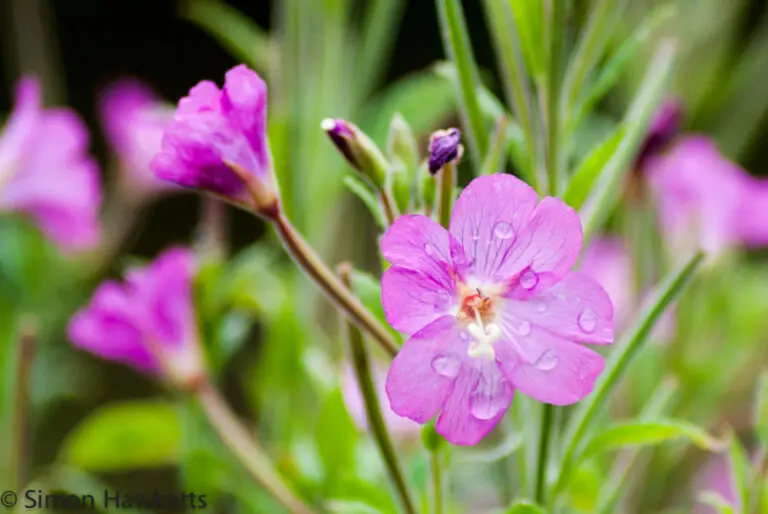 Wild flower 6 Wild flower