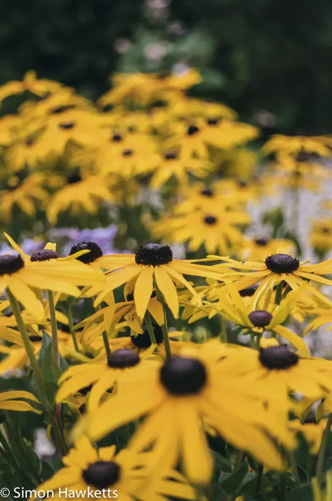 Flowers shot on film 3 Flowers shot on film - Lots of yellow
