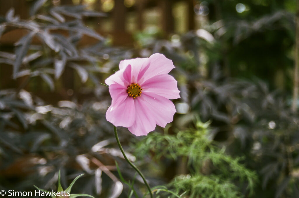 Flowers shot on film - Pink
