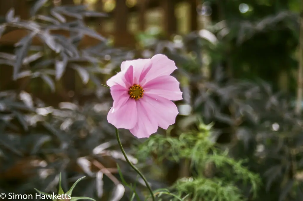Flowers shot on film 13 Flowers shot on film - Pink