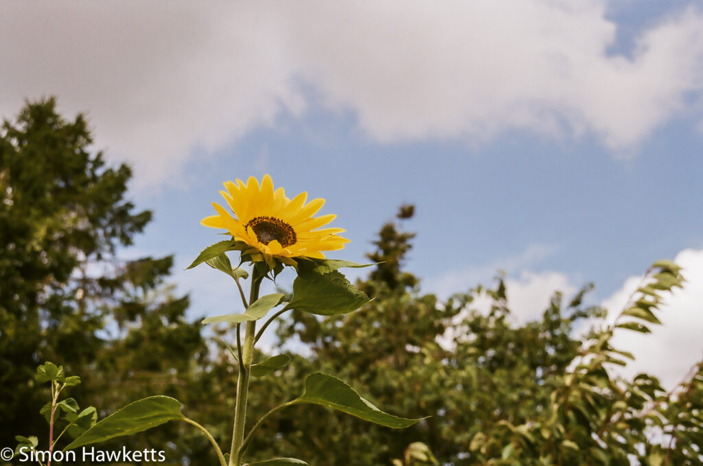 Flowers shot on film - Sunflower