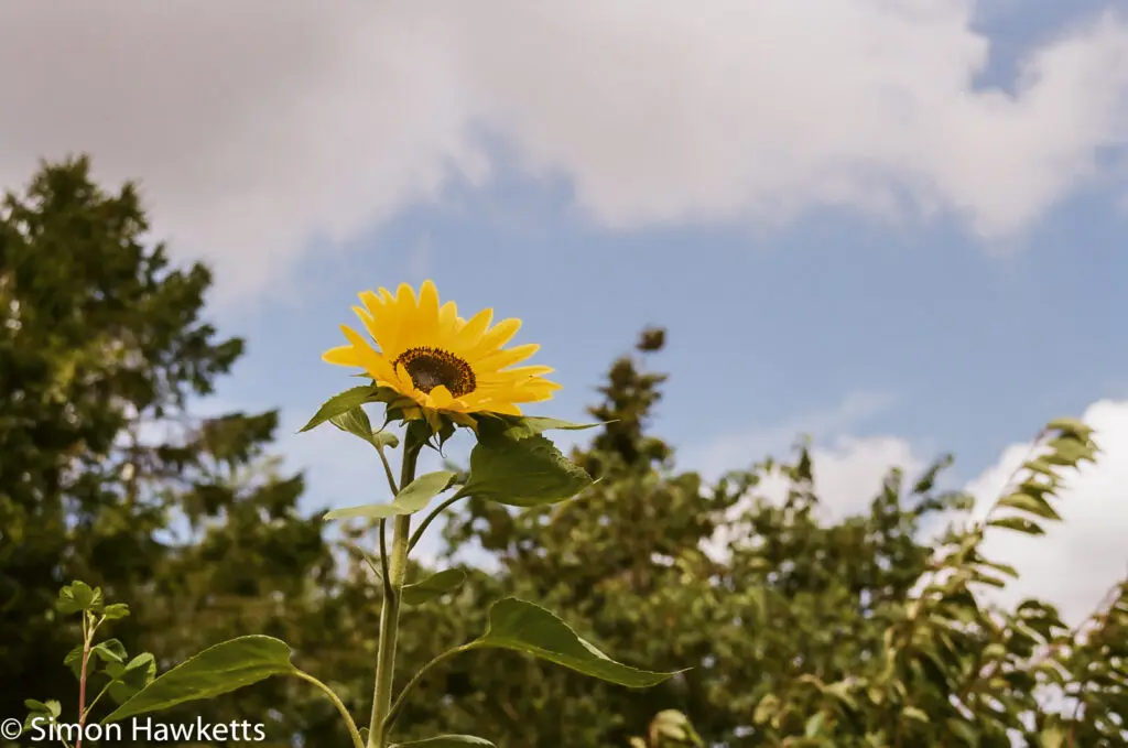 Flowers shot on film 15 Flowers shot on film - Sunflower