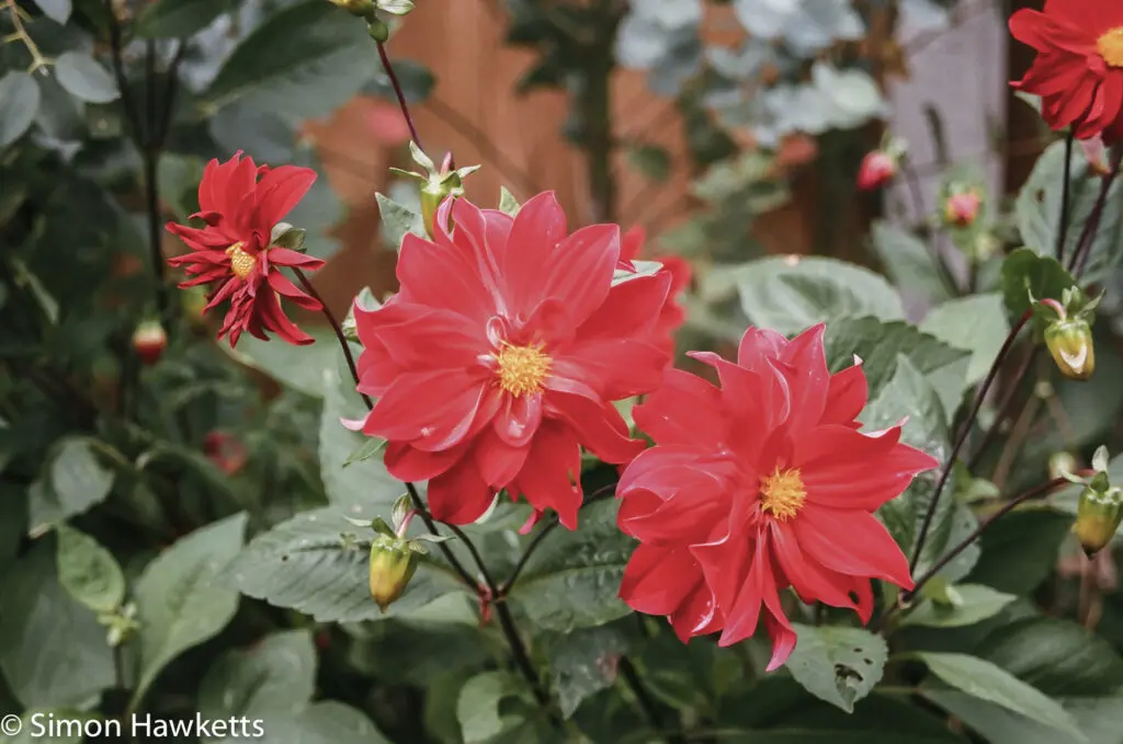 Flowers shot on film 14 Flowers shot on film - Three reds
