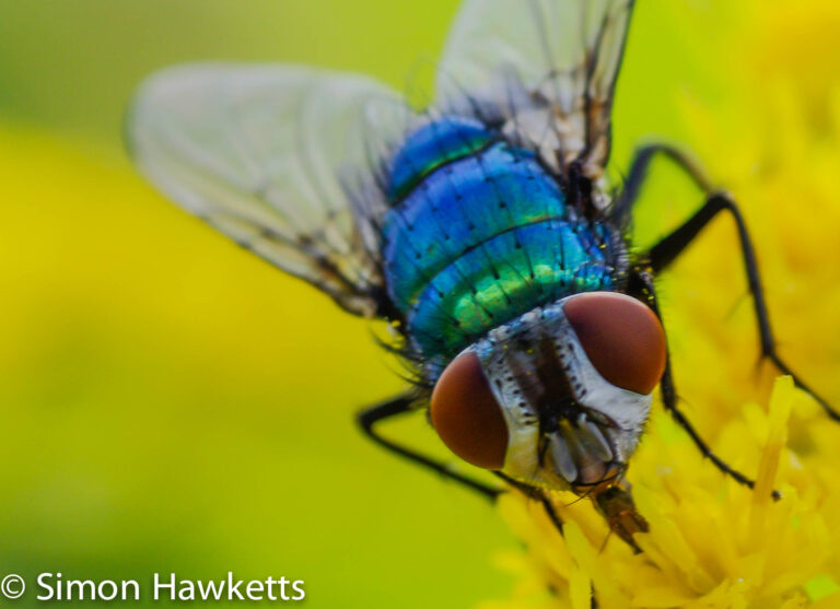 Macro photography – Green Fly