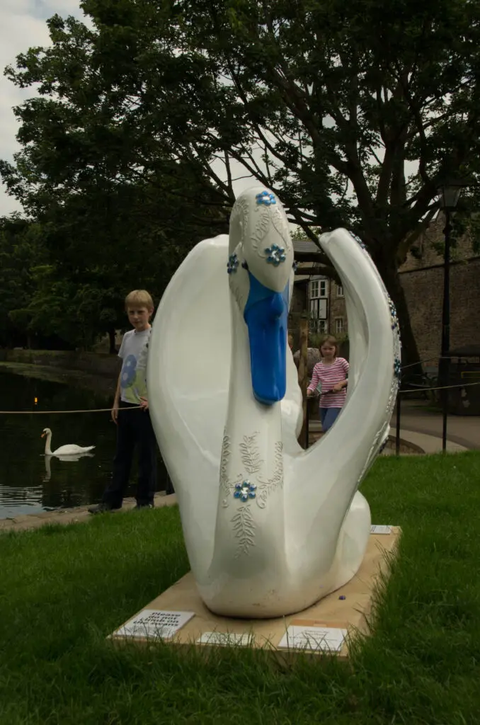 The swans of Wells 25 Forget me Not - No 16