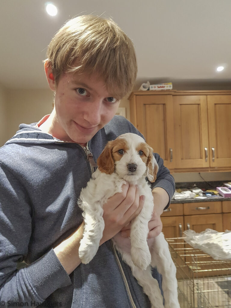 freddy the cockapoo puppy with james