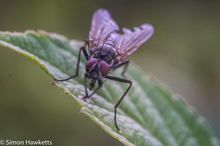 Fuji X-T1 macro experiments - fly on a leaf