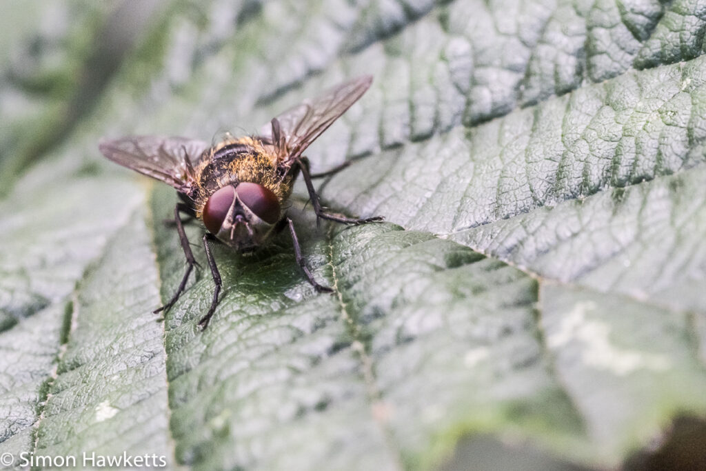 fuji x t1 sample macro pictures brown fly