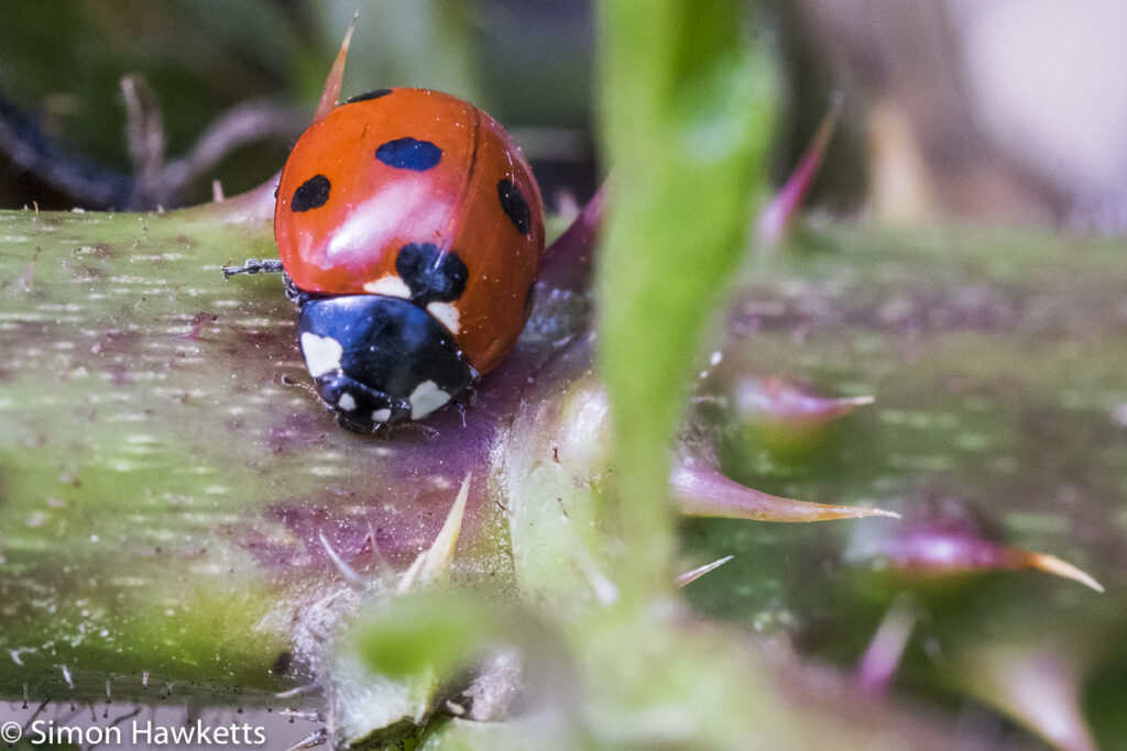 fuji x t1 sample macro pictures ladybird and thorns