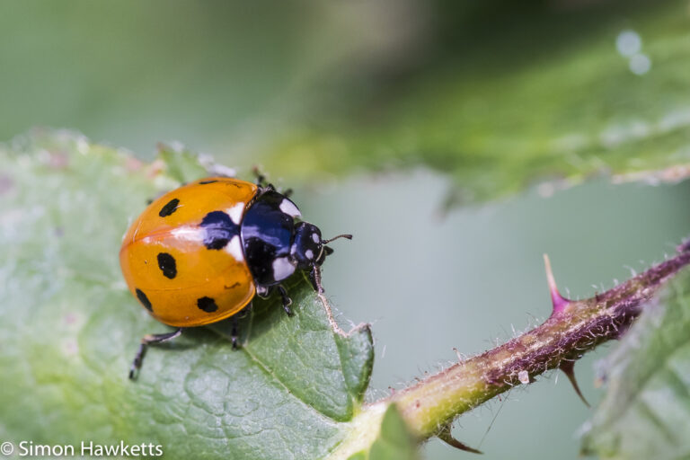 Fuji X-T1 macro sample pictures - Orange Ladybird