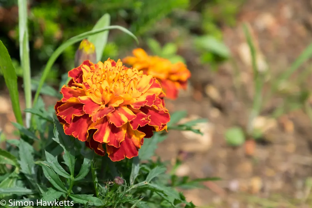 A move to Fuji mirror-less 2 fuji xt 1 samples 1