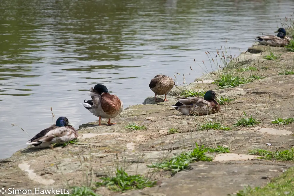 A move to Fuji mirror-less 22 fuji xt 1 samples 21