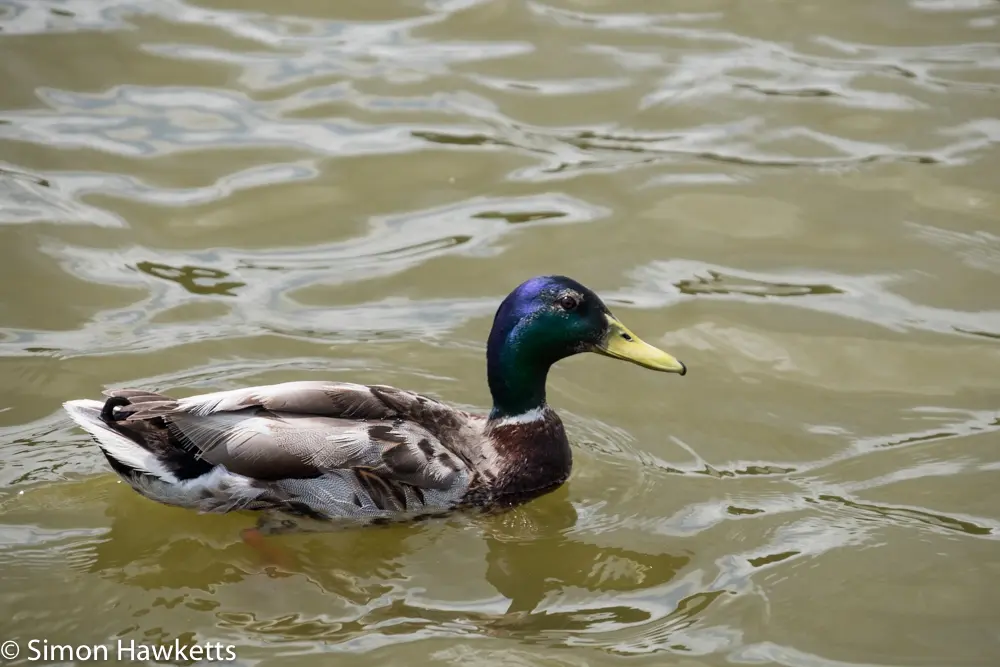 A move to Fuji mirror-less 6 fuji xt 1 samples 5