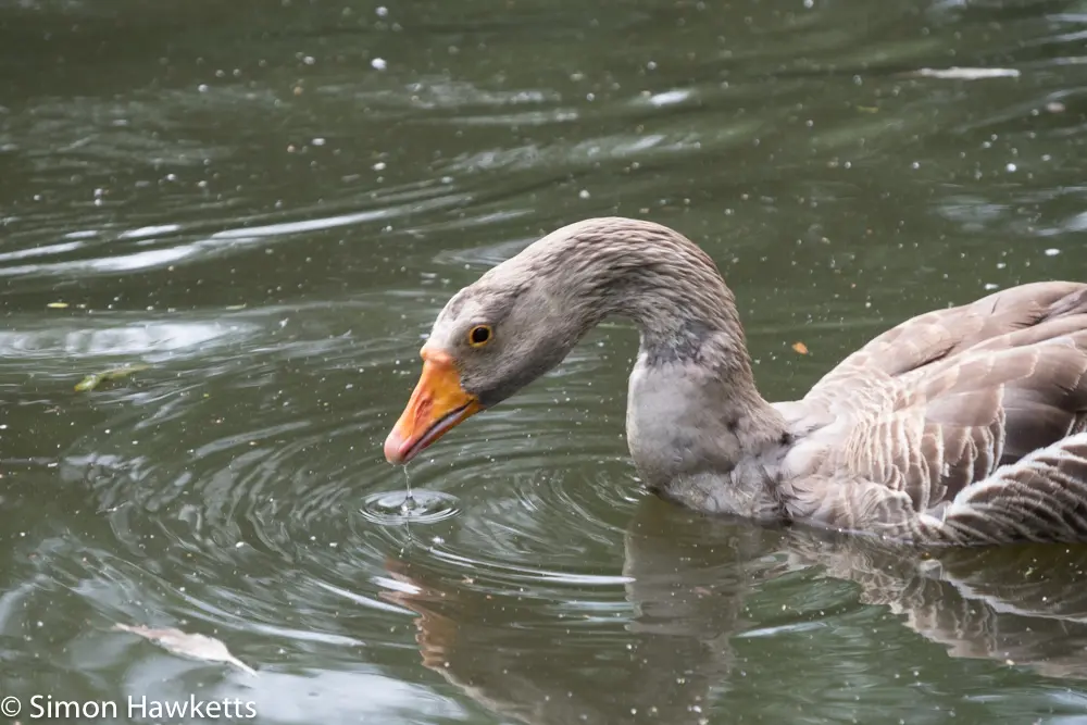 A move to Fuji mirror-less 10 fuji xt 1 samples 9