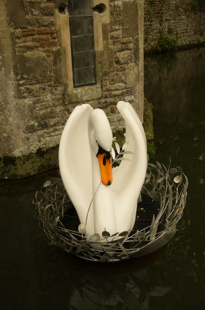 The swans of Wells 38 Guinevere - She build a Nest of Silver Feathers - No 21