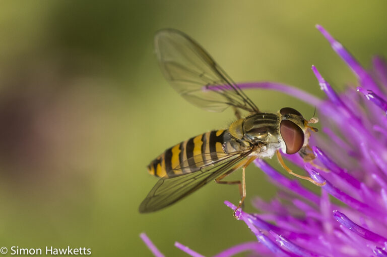 Macro photography – Hoverfly