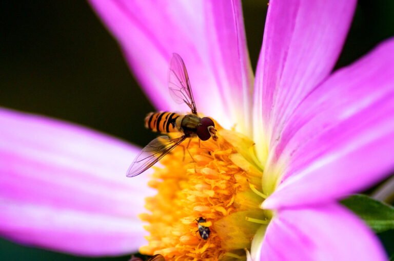 hoverfly on flower