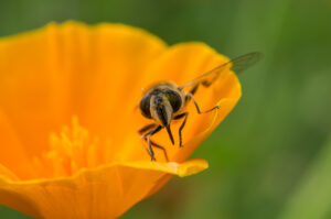 hoverfly with pollen