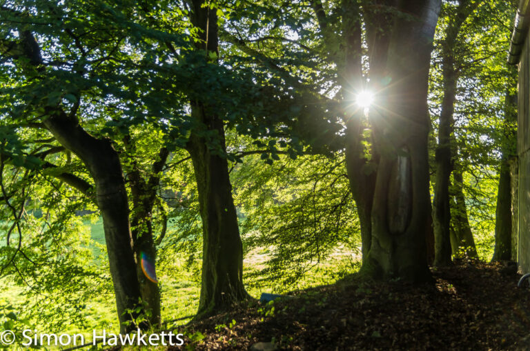 Sunlight through trees