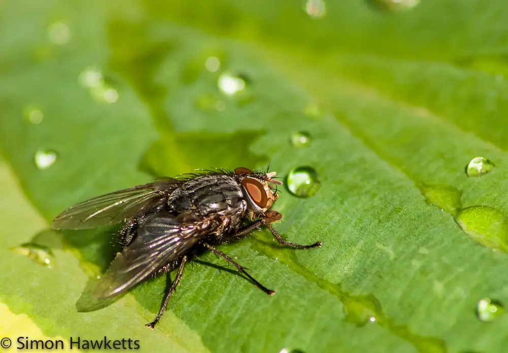 Macro Photography - Bluebottle Fly 2 Fly