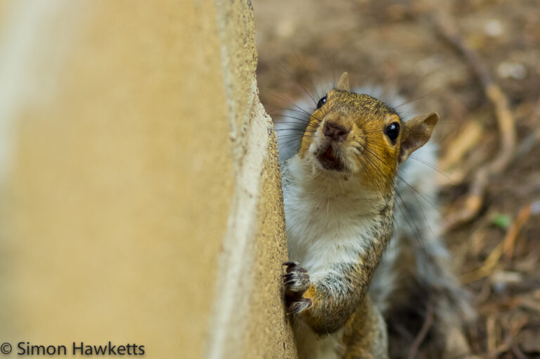 Squirrel by the Barbecue