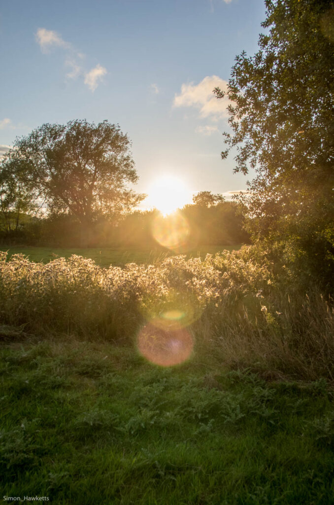 The sun causing lens flair in a scene of trees and grass