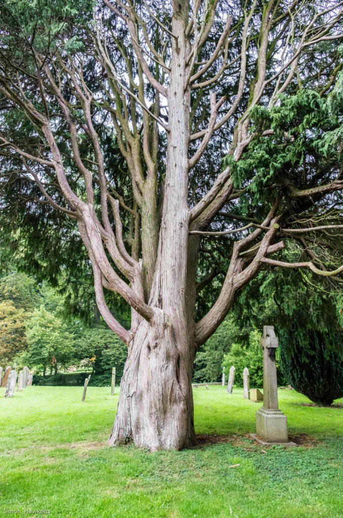 A tree in the graveyard of Chipping Campden church