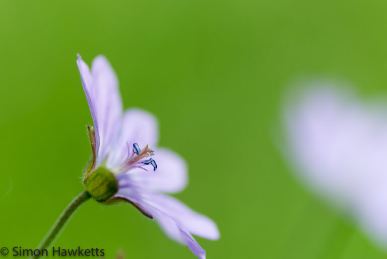 Wild Flower in profile