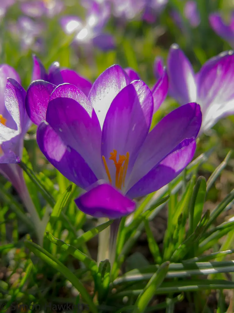 Spring flowers 2 Spring Flowers