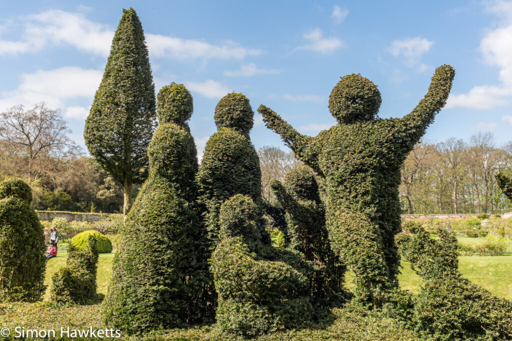 kentwell hall tudor day pictures topiary