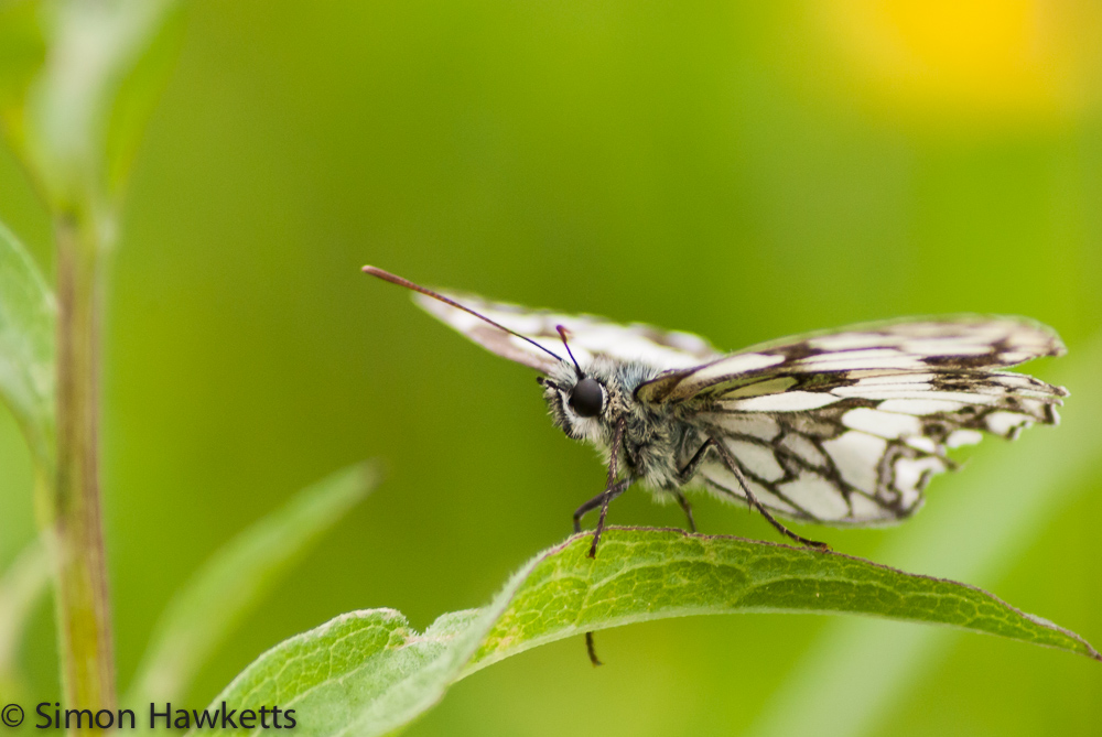 A photograph of a marbled white butterfly sitting on a leaf