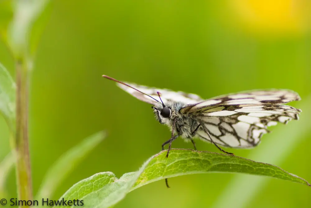 Macro Photography - Marbled white butterfly 2 A photograph of a marbled white butterfly sitting on a leaf