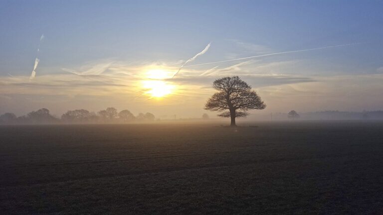 Misty Photos - Lone Tree