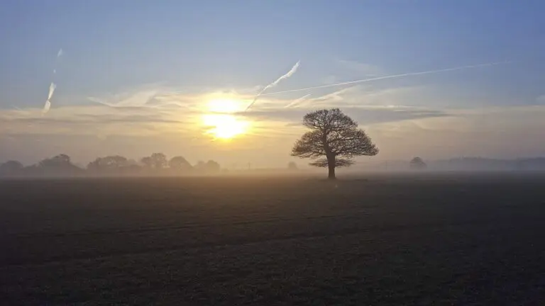 Misty photos 1 Misty Photos - Lone Tree