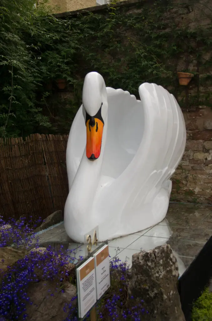 The swans of Wells 7 Narcissa - No 35