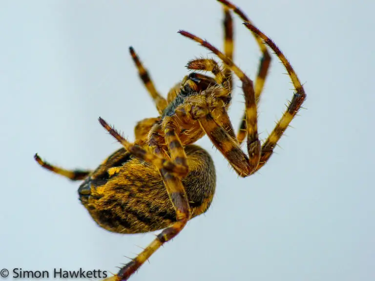 Macro Photography with a compact camera 9 Side view of a Garden Orb Spider