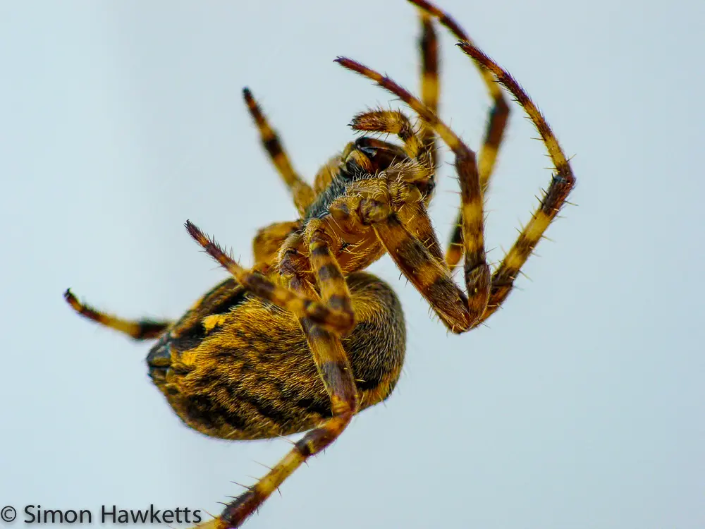 Macro Photography with a compact camera 2 Side view of a Garden Orb Spider