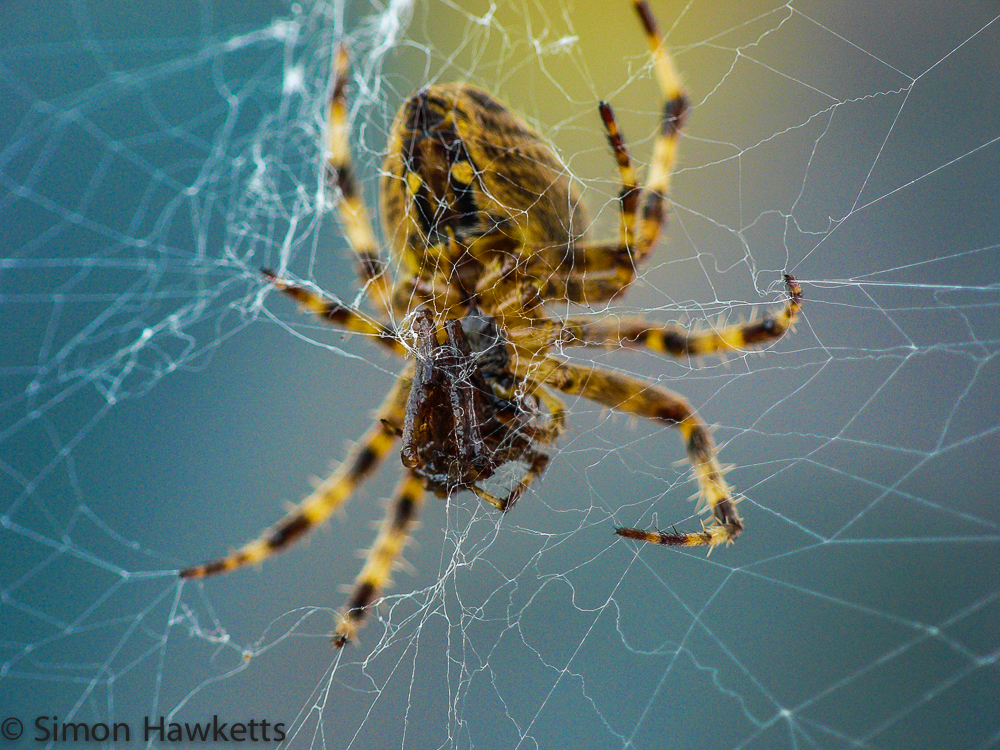 A macro photo of a female spider eating a male spider