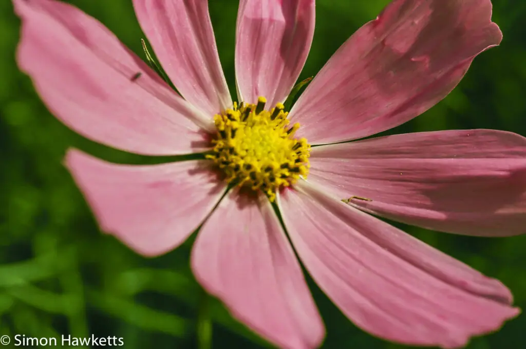 Flowers shot on film 7 Pentax MZ-30 sample picture - Cosmos