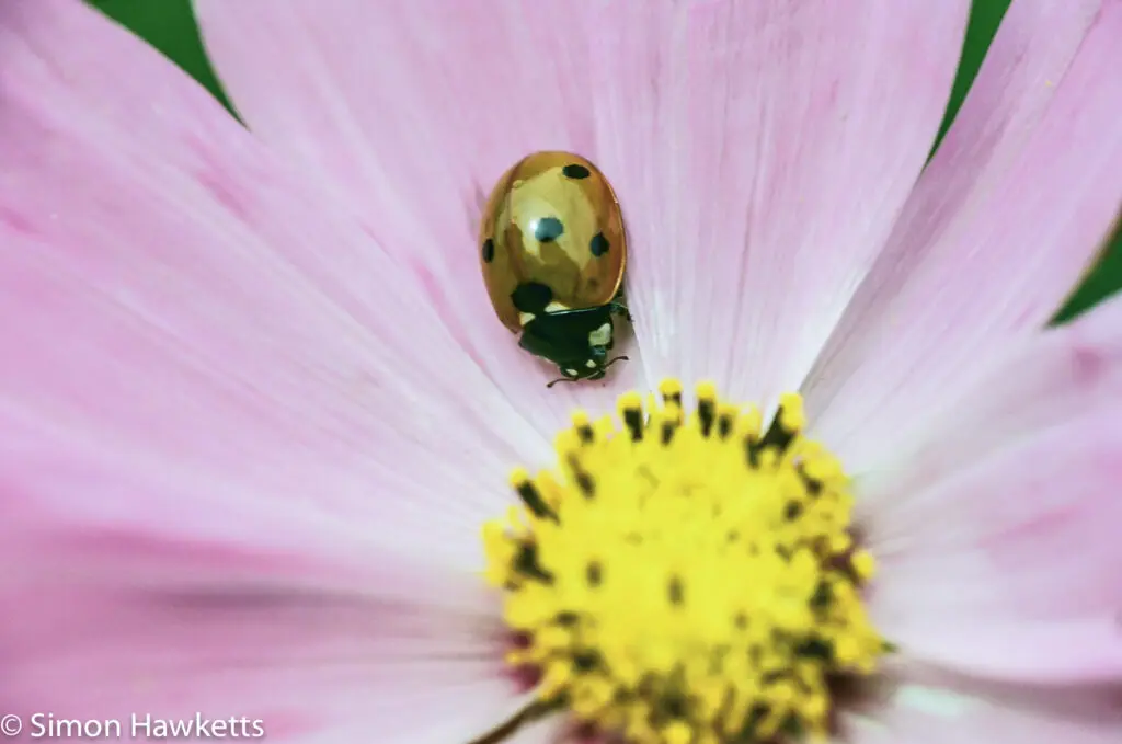 Flowers shot on film 11 Pentax MZ-30 sample picture - Ladybird