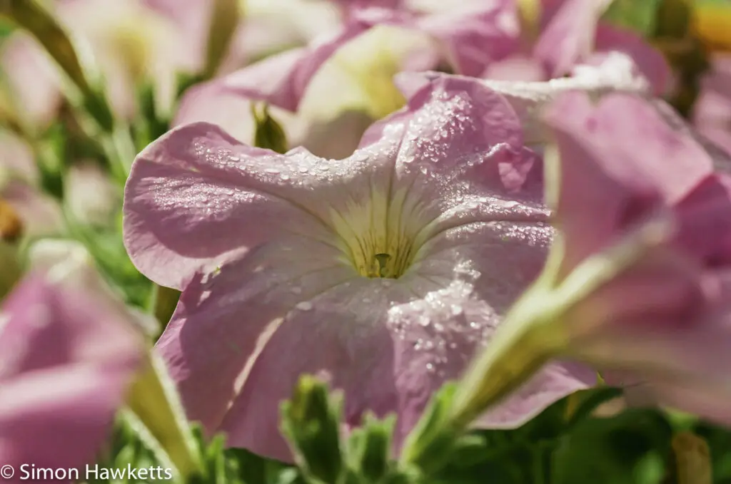 Flowers shot on film 9 Pentax MZ-30 sample picture - Petunia