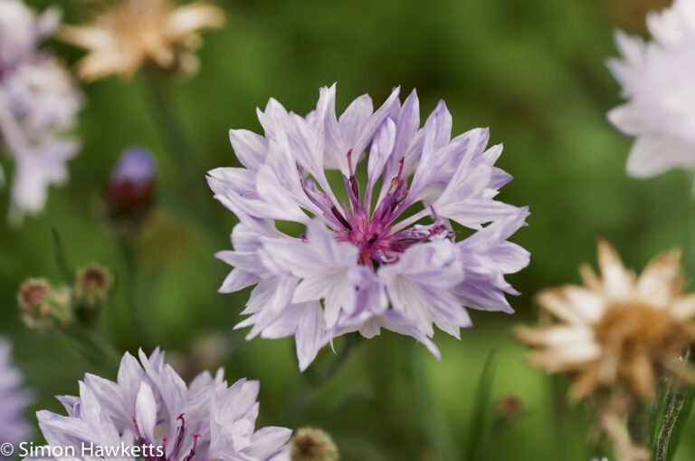 Pentax MZ-30 sample picture - Purple