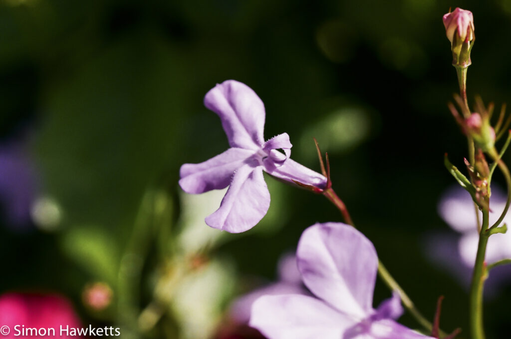 Pentax MZ-30 sample picture - Purple flower