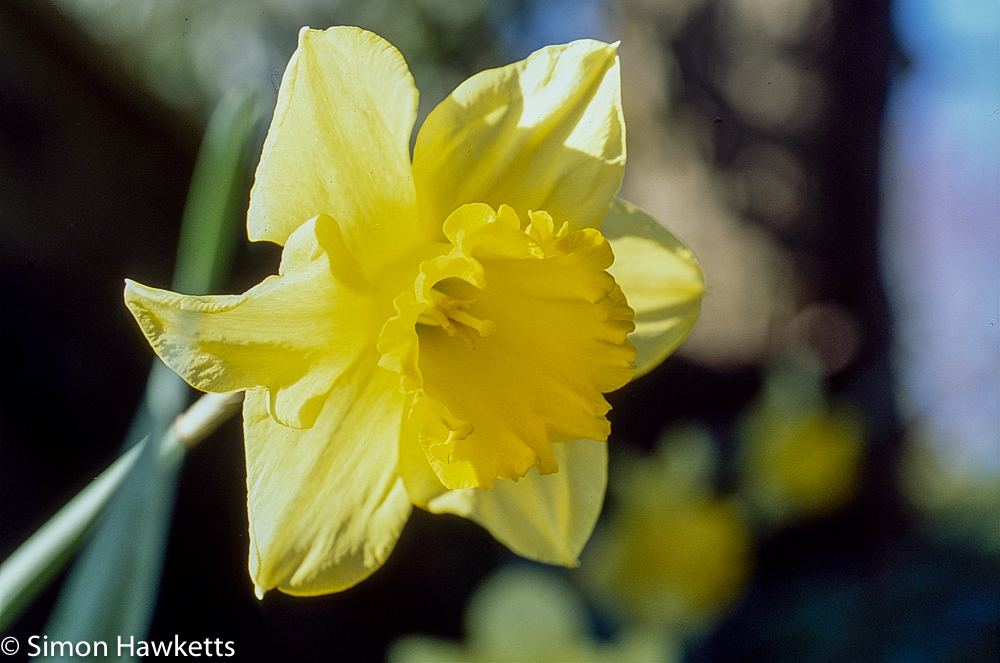 pentax z 1p agfa ct100 slide film daffodil