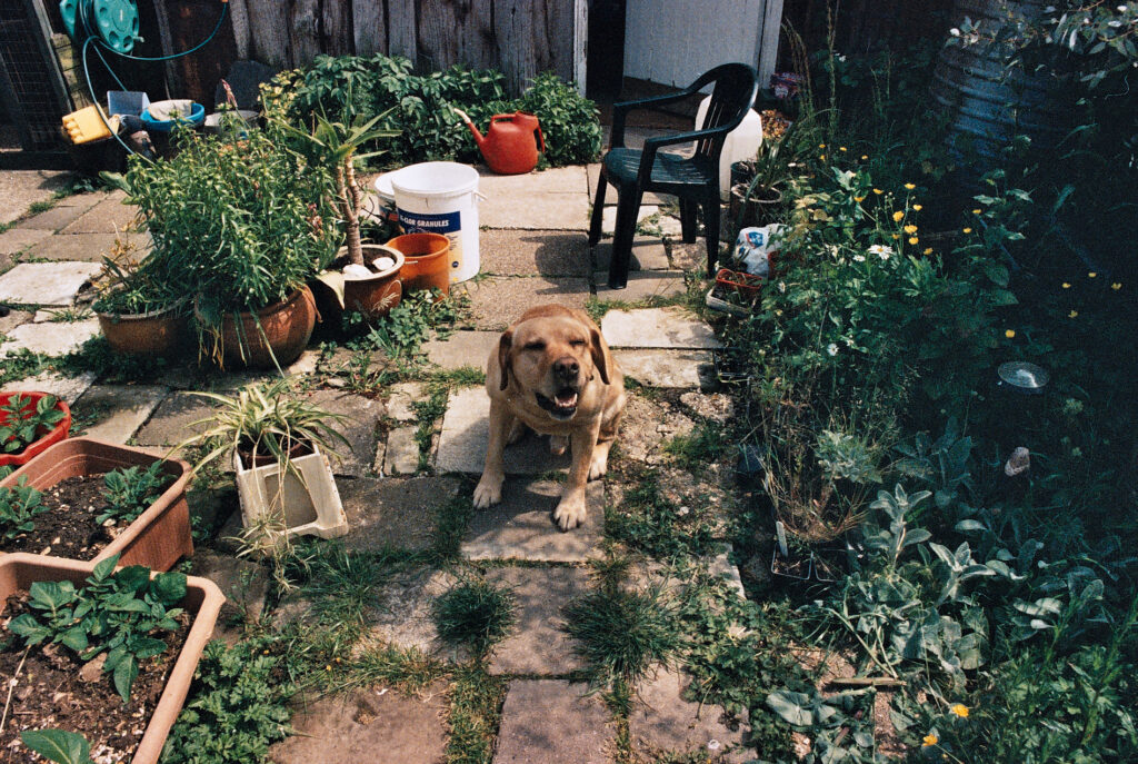 Photos from film found in old cameras - a dog in a back garden