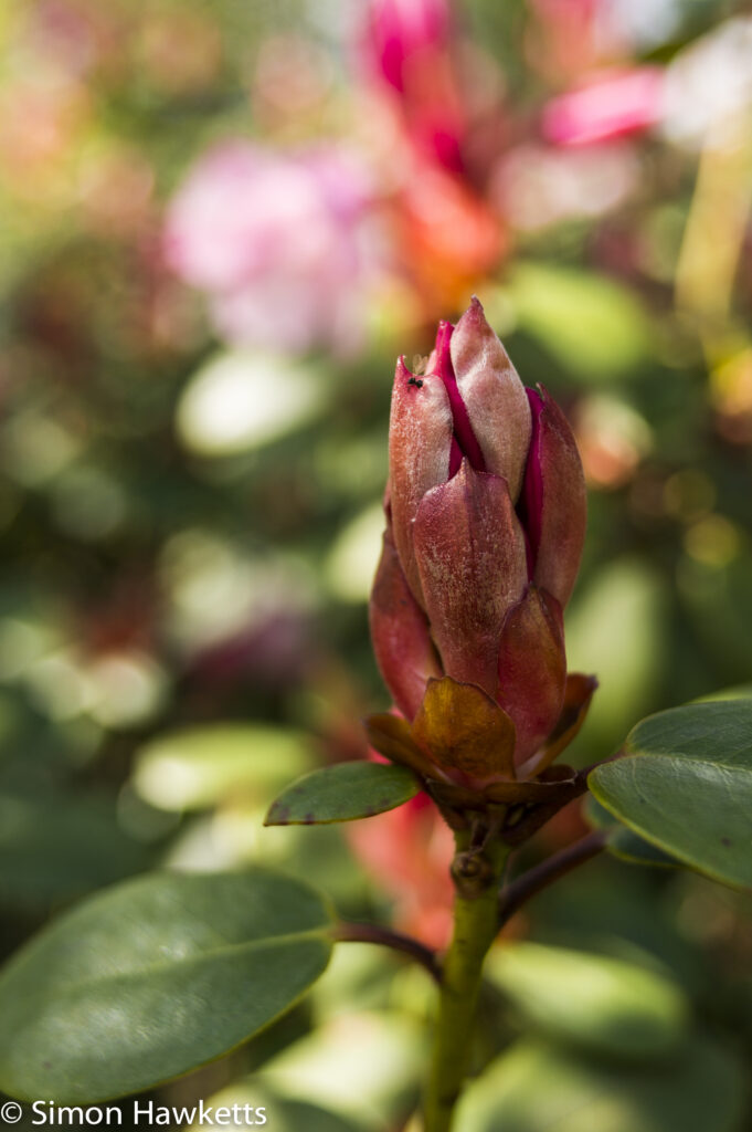 Pictures from Bressingham gardens in Norfolk - Red bud